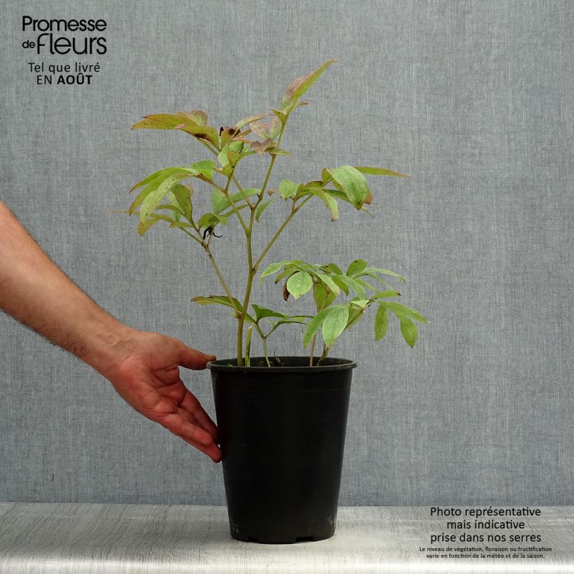 Exemplaar van Paeonia lactiflora Sea Shell - Pioenroos Pot van 3 l/4 l zoals geleverd in de zomer