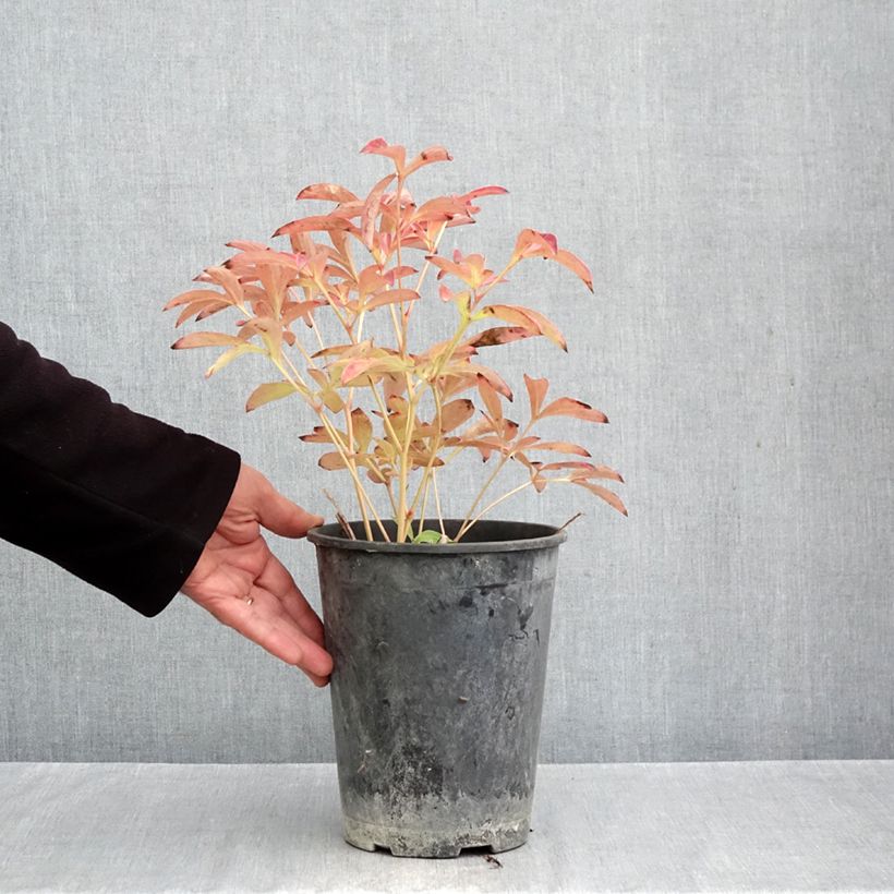 Exemplaar van Paeonia lactiflora Sea Shell - Pioenroos Pot van 3 l/4 l zoals geleverd in de herfst