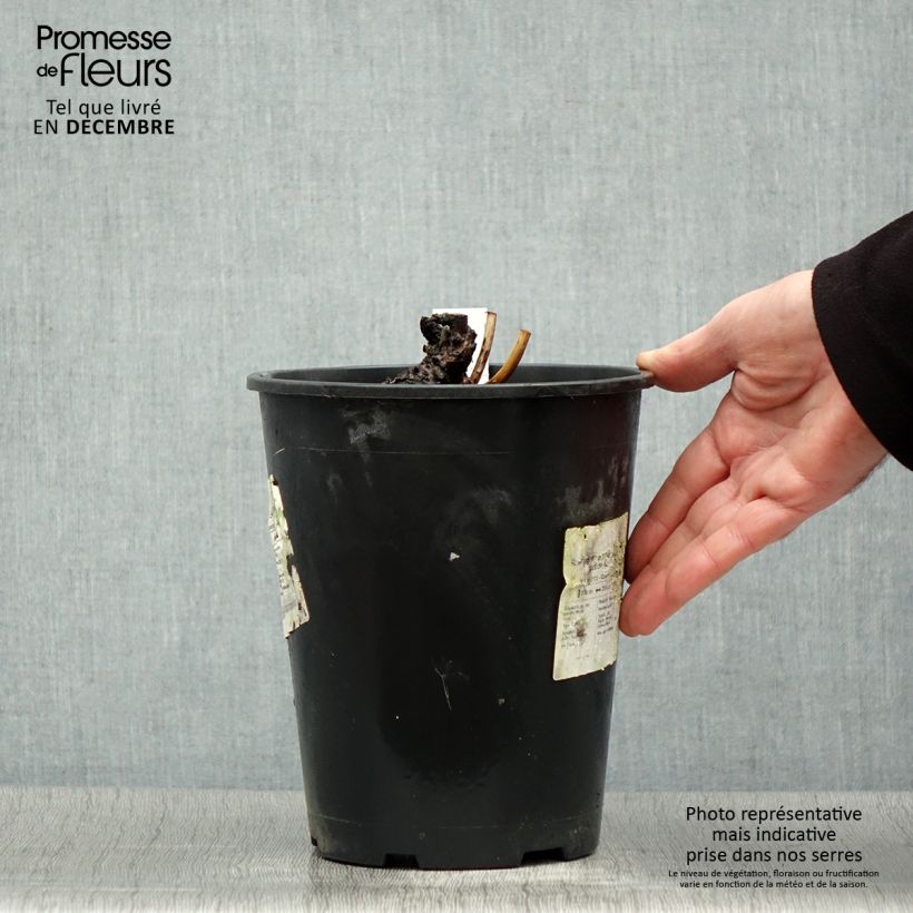 Exemplaar van Pivoine lactiflora Sea Shell Pot de 3L/4L zoals geleverd in de winter