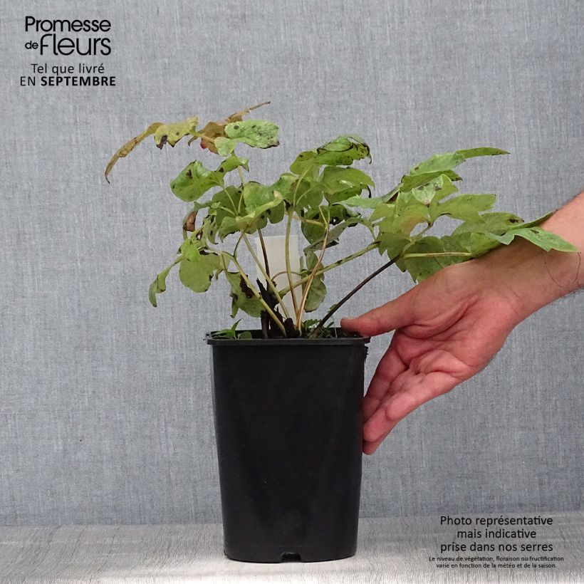 Exemplaar van Paeonia lactiflora Shirley Temple - Pioenroos Pot van 3 l/4 l zoals geleverd in de zomer