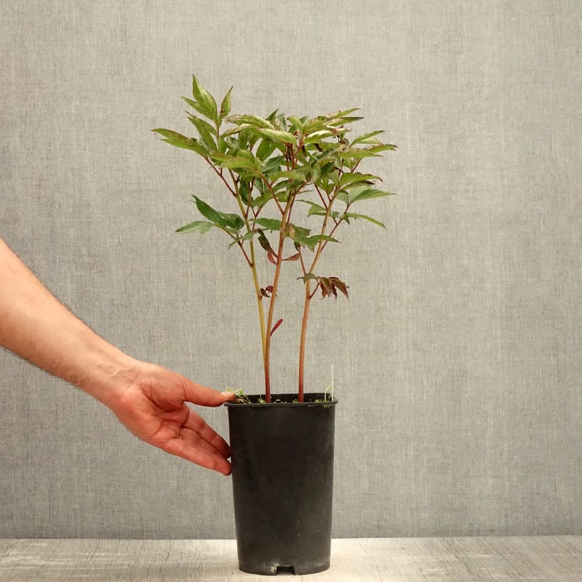 Exemplaar van Paeonia lactiflora Shirley Temple - Pioenroos Pot van 3 l/4 l zoals geleverd in de lente