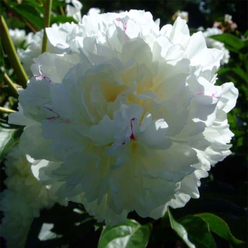 Paeonia lactiflora Solange - Pioenroos (Bloei)