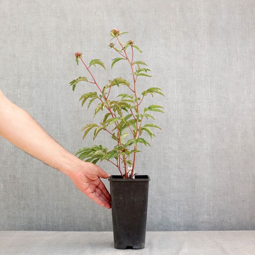 Exemplaar van Paeonia lactiflora Solange - Pioenroos Pot van 3 l/4 l zoals geleverd in de lente