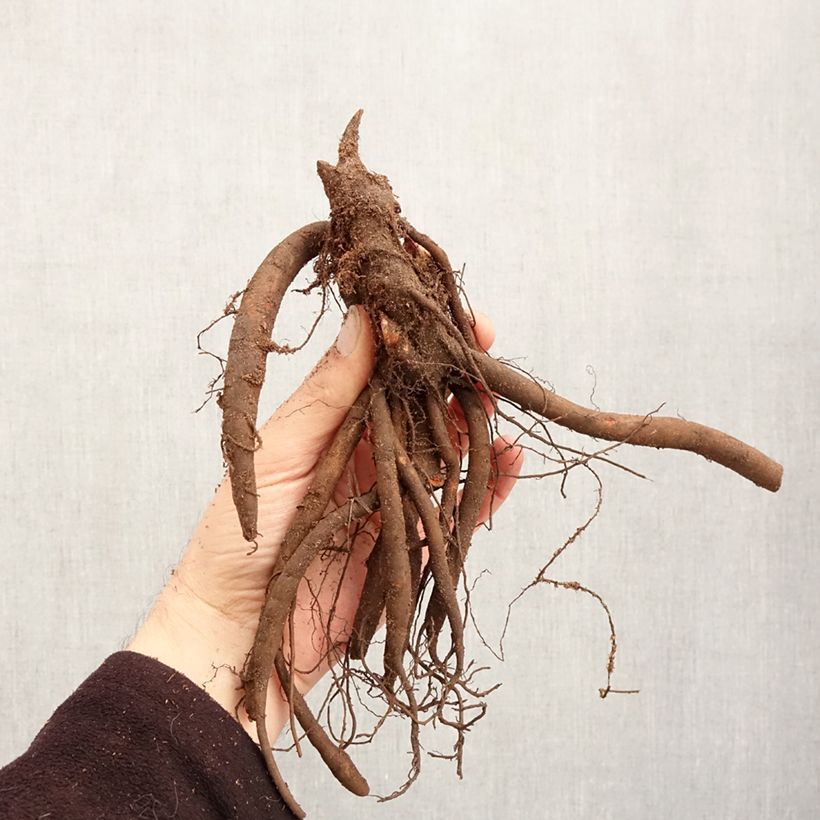 Exemplaar van Paeonia lactiflora Sorbet - Pioenroos Stam 3/5 ogen zoals geleverd in de winter