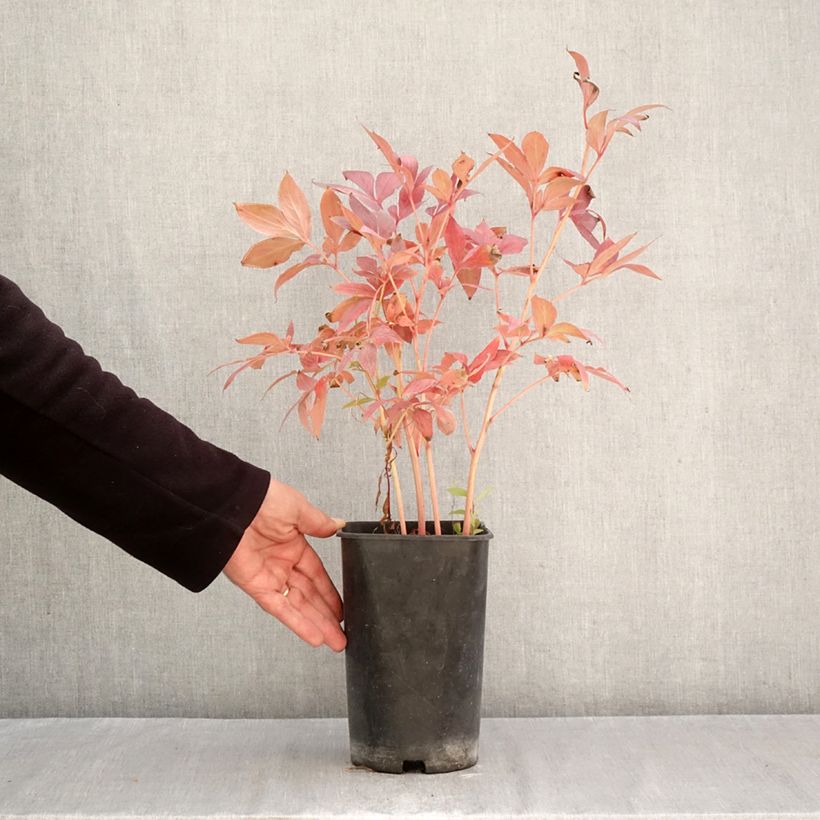 Exemplaar van Paeonia lactiflora Think Pink - Pioenroos Pot van 4 l/5 l zoals geleverd in de herfst
