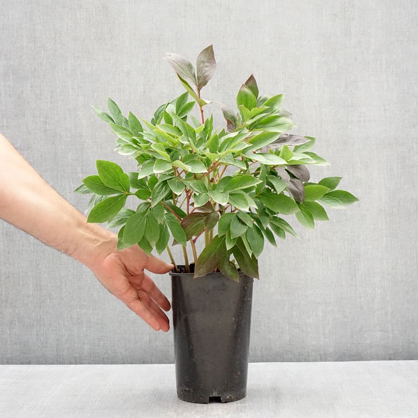 Exemplaar van Paeonia lactiflora Think Pink - Pioenroos Pot van 4 l/5 l zoals geleverd in de lente