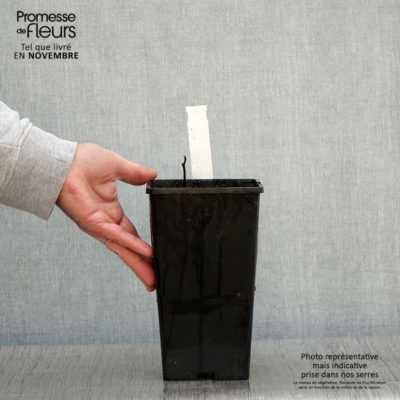 Exemplaar van Pivoine lactiflora Tom Cat Pot de 3L/4L zoals geleverd in de herfst