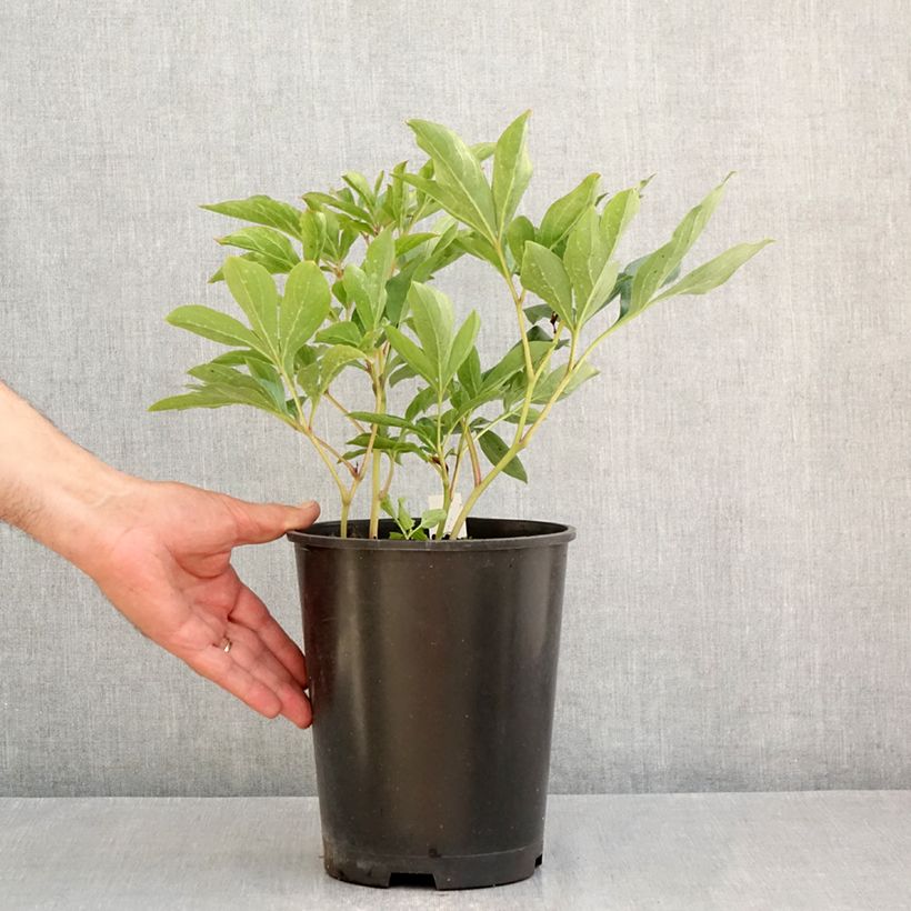 Exemplaar van Paeonia lactiflora Top Brass - Pioenroos Pot van 3 l/4 l zoals geleverd in de zomer