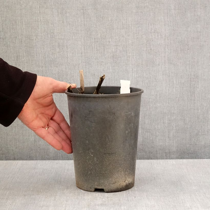 Exemplaar van Paeonia lactiflora Top Brass - Pioenroos Pot van 3 l/4 l zoals geleverd in de lente