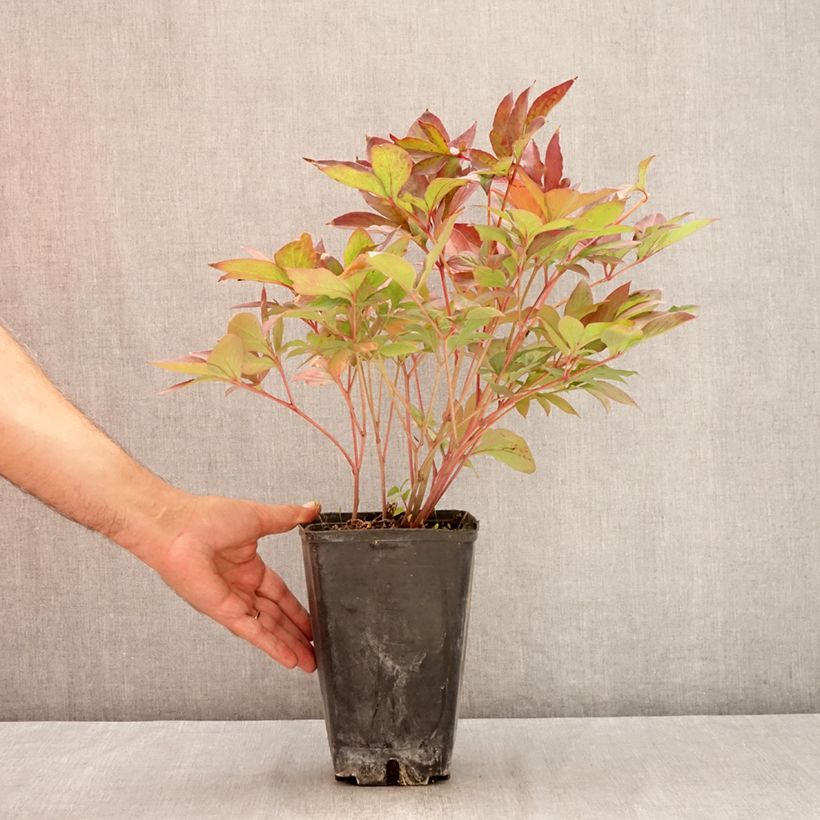 Exemplaar van Paeonia lactiflora Victoire de la Marne - Pioenroos Pot van 3 l/4 l zoals geleverd in de zomer