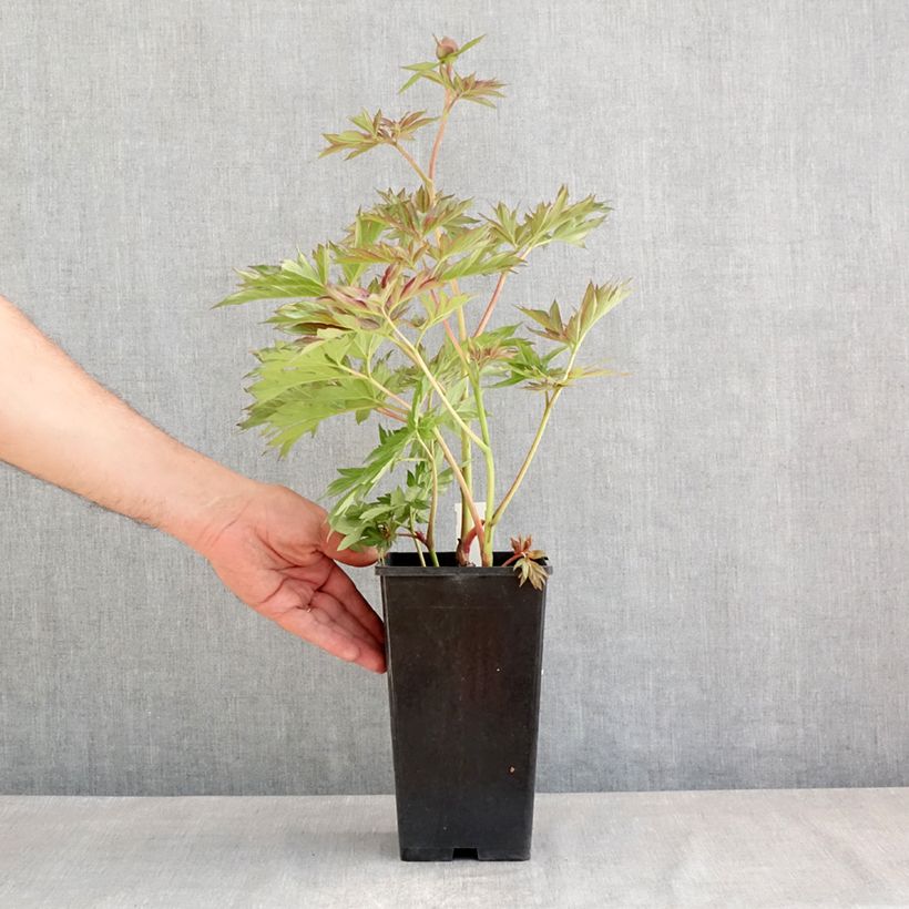 Exemplaar van Paeonia lactiflora Victoire de la Marne - Pioenroos Pot van 3 l/4 l zoals geleverd in de lente