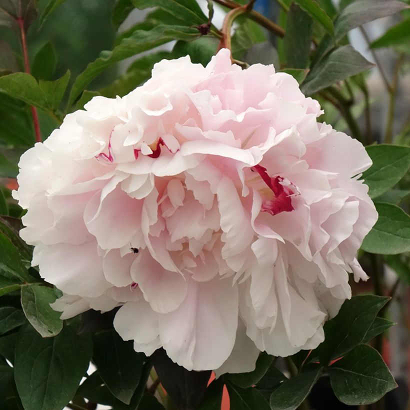 Paeonia lactiflora Vogue - Pioenroos (Bloei)