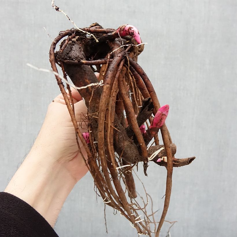 Exemplaar van Paeonia lactiflora White Cap - Pioenroos Stam 3/5 ogen zoals geleverd in de winter