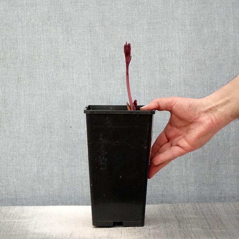 Exemplaar van Paeonia lactiflora White Wings - Pioenroos Pot van 3 l/4 l zoals geleverd in de lente