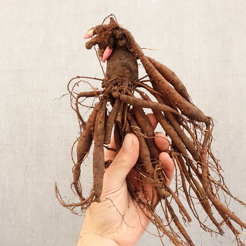 Exemplaar van Paeonia lactiflora Patio Peony Kiev - Pioenroos Stam 3/5 ogen zoals geleverd in de winter