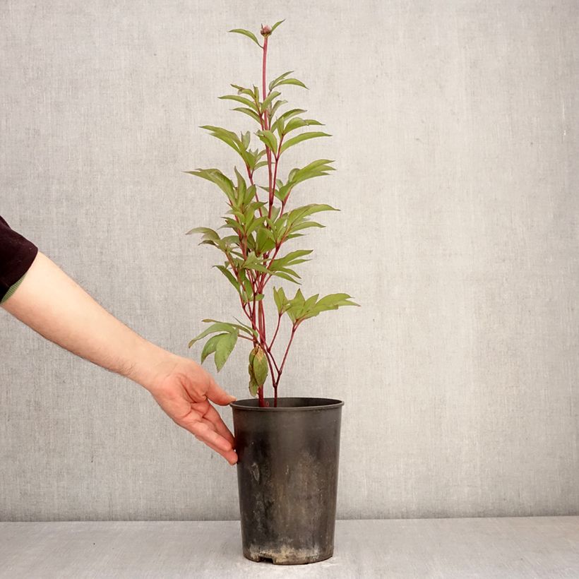 Exemplaar van Paeonia lactiflora Patio Peony London - Pioenroos Pot van 3 l/4 l zoals geleverd in de lente