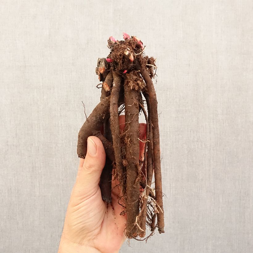 Exemplaar van Paeonia lactiflora Patio Peony London - Pioenroos Stam 3/5 ogen zoals geleverd in de winter