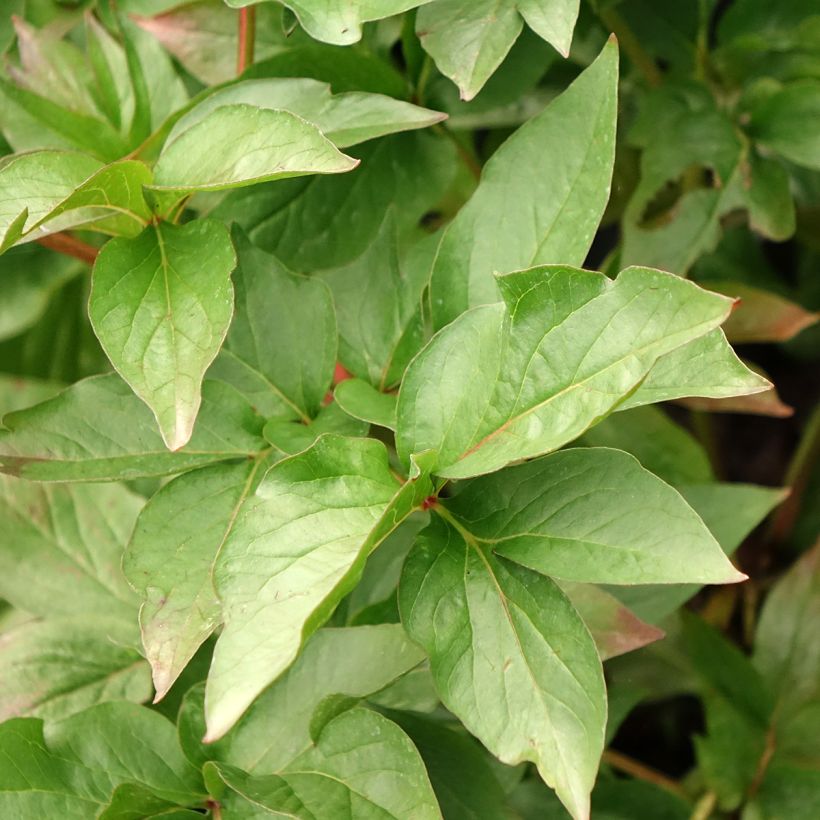 Paeonia lactiflora Patio Peony Moscow - Pioenroos (Blad)