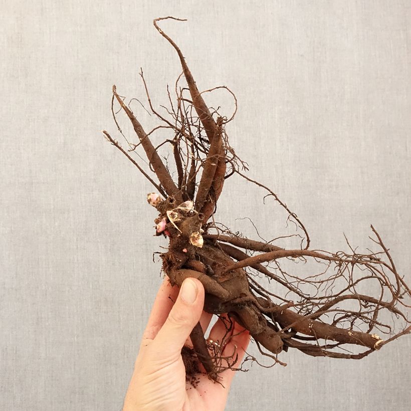 Exemplaar van Paeonia lactiflora Patio Peony Moscow - Pioenroos Stam 3/5 ogen zoals geleverd in de winter