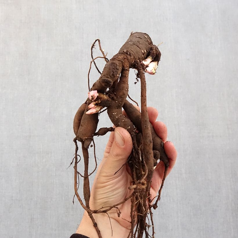 Exemplaar van Paeonia lactiflora Oslo - Pioenroos Stam 3/5 ogen zoals geleverd in de winter