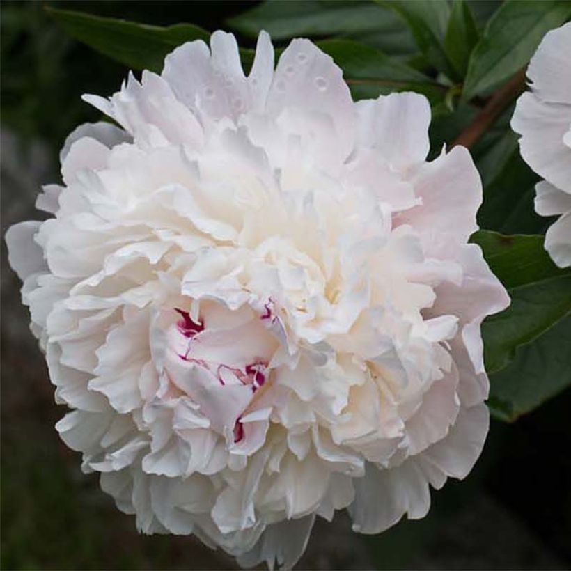 Paeonia officinalis Alba Plena - Boerenpioen (Bloei)