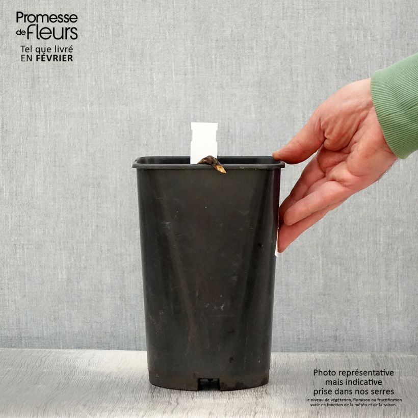 Exemplaar van Paeonia officinalis Rosea Plena - Boerenpioen Pot van 3 l/4 l zoals geleverd in de winter