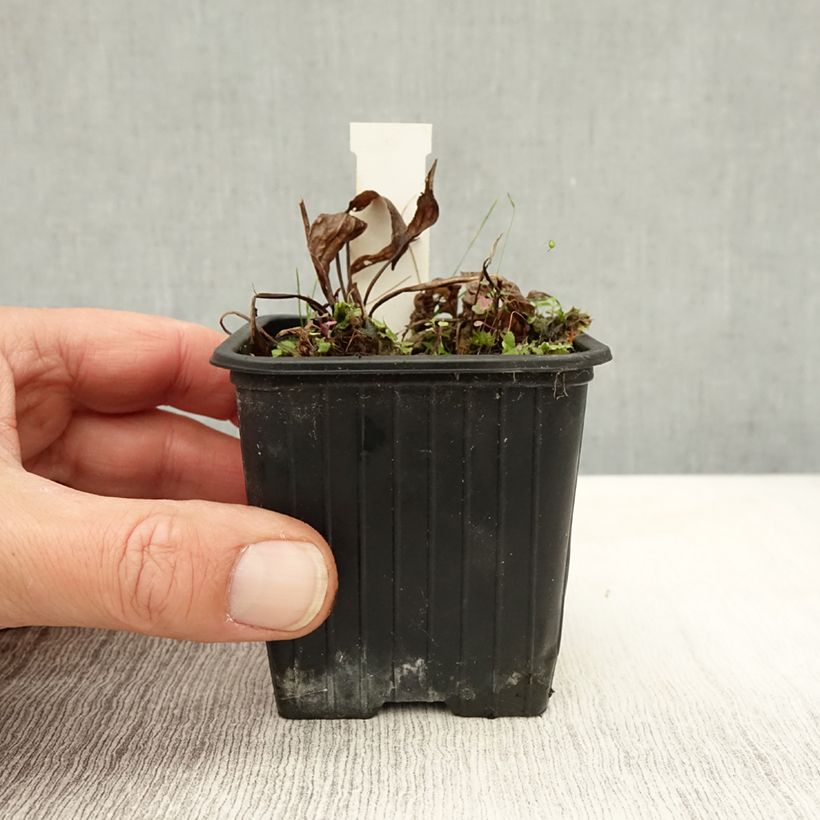 Exemplaar van Alisma plantago-aquatica - Grote waterweegbree Kweekpotje van 8/9 cm zoals geleverd in de herfst