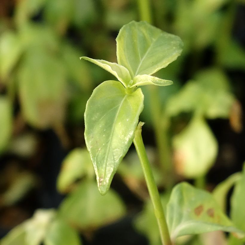 Paddenstoelplant - Rungia klossii (Blad)