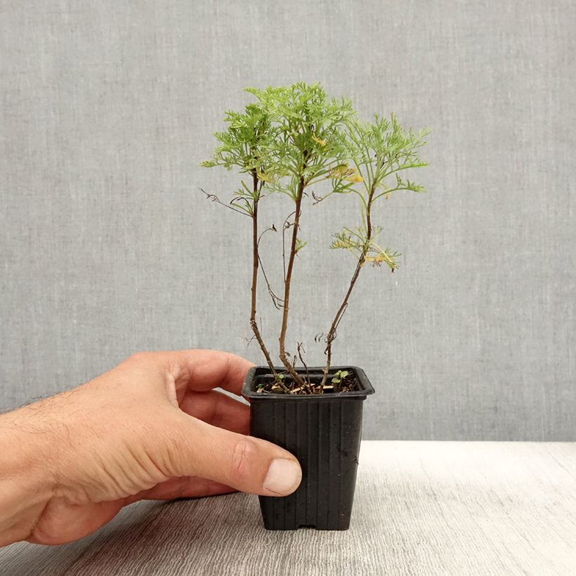 Exemplaar van Colakruid - Artemisia abrotanum Kweekpotje van 7/8 cm zoals geleverd in de herfst