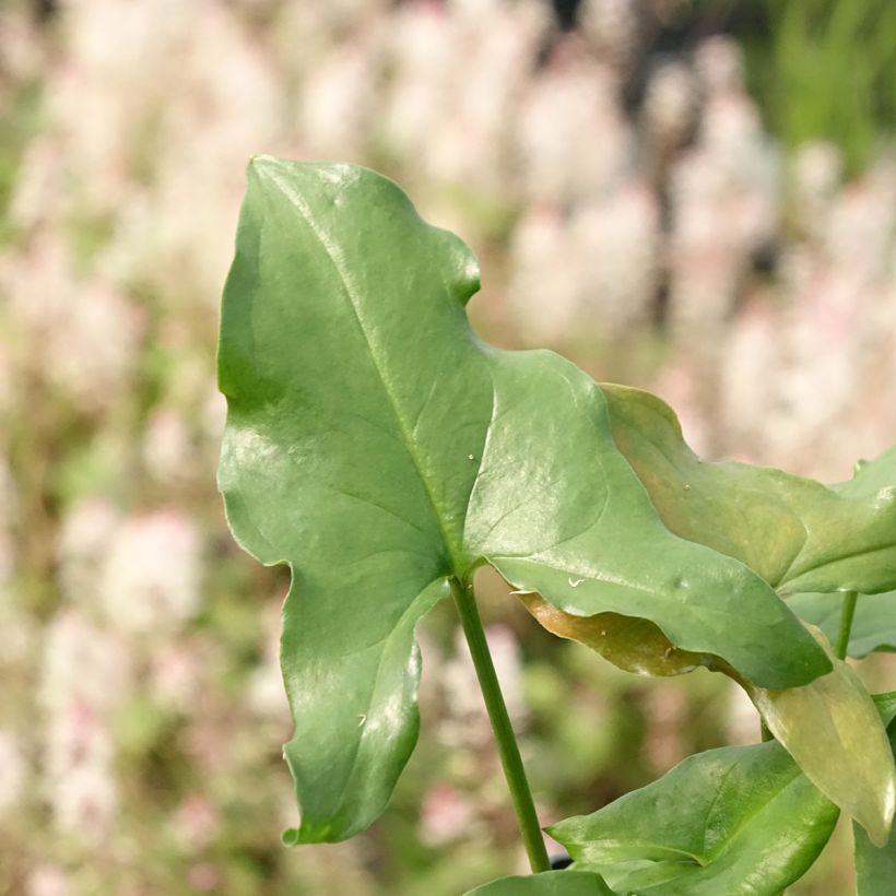 Arisarum proboscideum - Muizenstaartje (Blad)