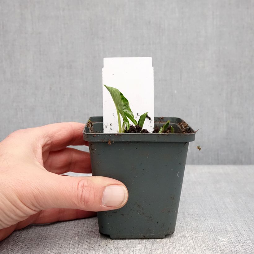 Exemplaar van Arisarum proboscideum - Muizenstaartje Kweekpotje van 8/9 cm zoals geleverd in de winter