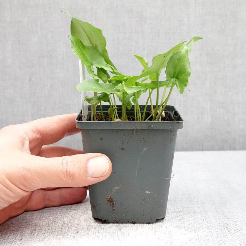 Exemplaar van Arisarum proboscideum - Muizenstaartje Kweekpotje van 8/9 cm zoals geleverd in de lente