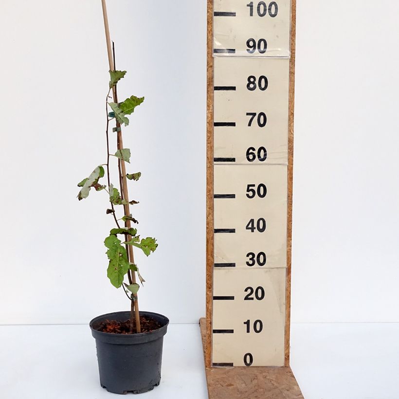 Exemplaar van Diospyros virginiana - Amerikaanse persimoen Pot van 4 l/5 l zoals geleverd in de herfst