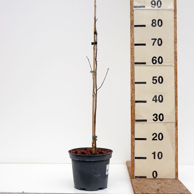 Exemplaar van Diospyros virginiana - Amerikaanse persimoen Pot van 4 l/5 l zoals geleverd in de winter