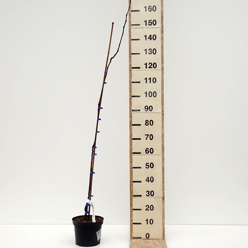 Exemplaar van Kakiboom Budapest Pot van 4 l/5 l, Half-hoge stam zoals geleverd in de winter