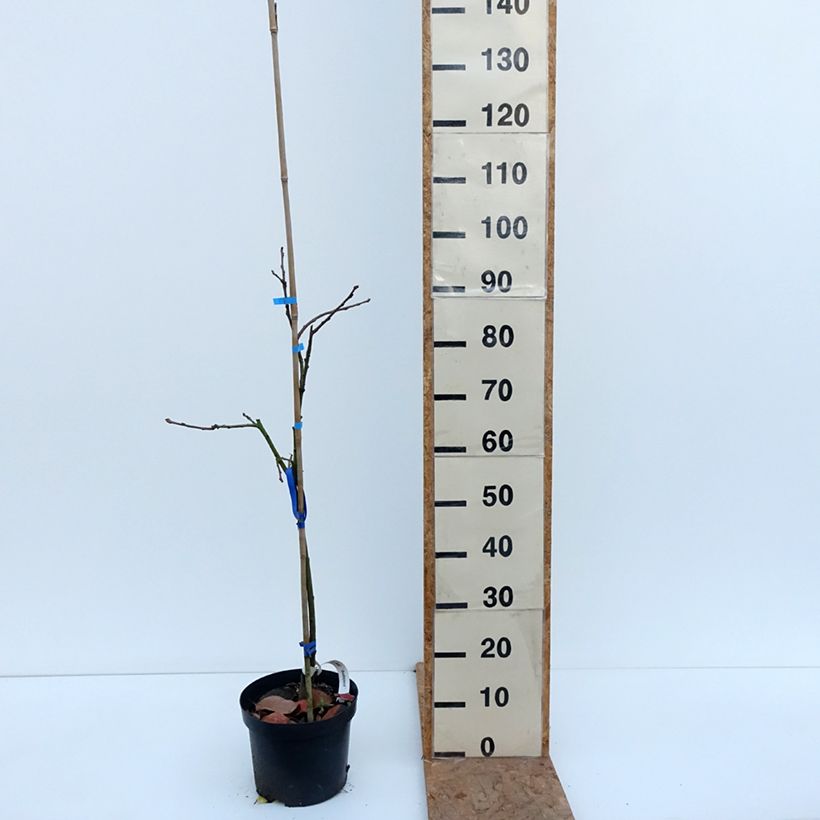 Exemplaar van Kakiboom Budapest Pot van 4 l/5 l, Half-hoge stam zoals geleverd in de herfst