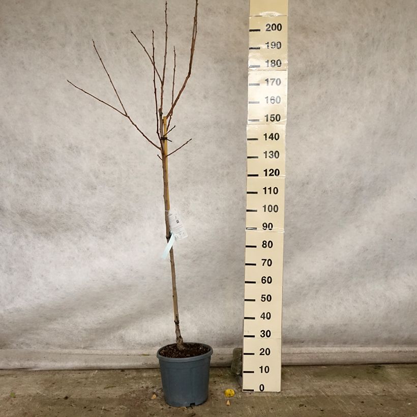 Exemplaar van Plaqueminier, Kaki - Diospyros kaki Cioccolatino Pot de 12L/15L, Demi-Tige zoals geleverd in de herfst