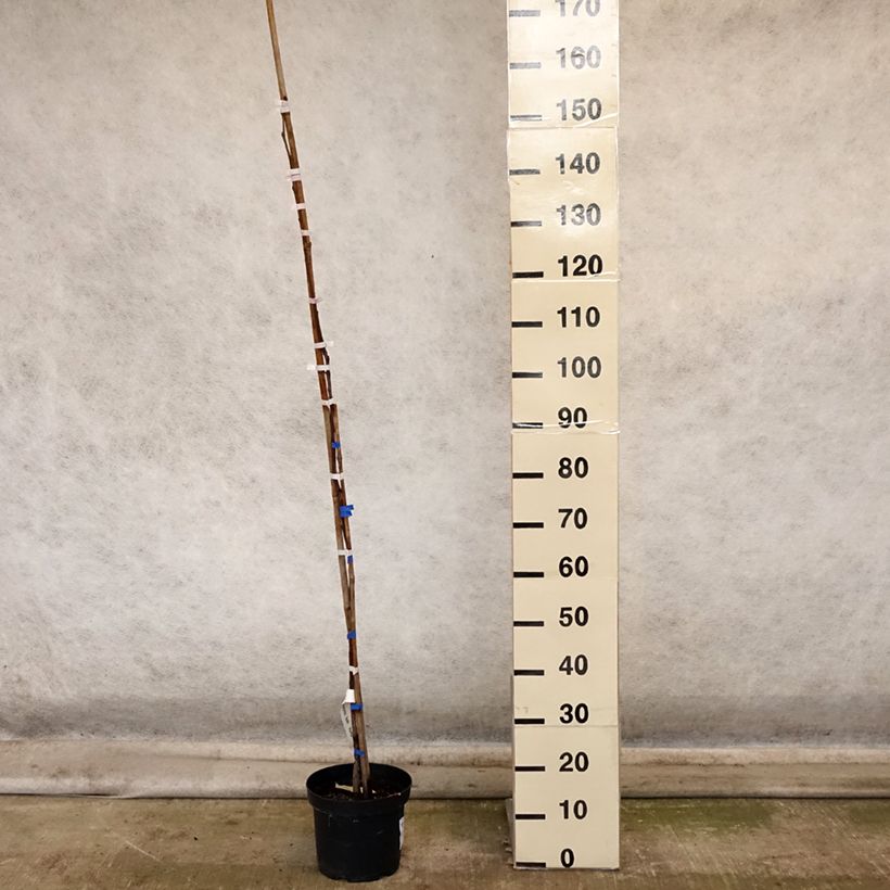 Exemplaar van Plaqueminier, Kaki - Diospyros kaki Korea Pot de 7,5L/10L, Demi-Tige zoals geleverd in de herfst
