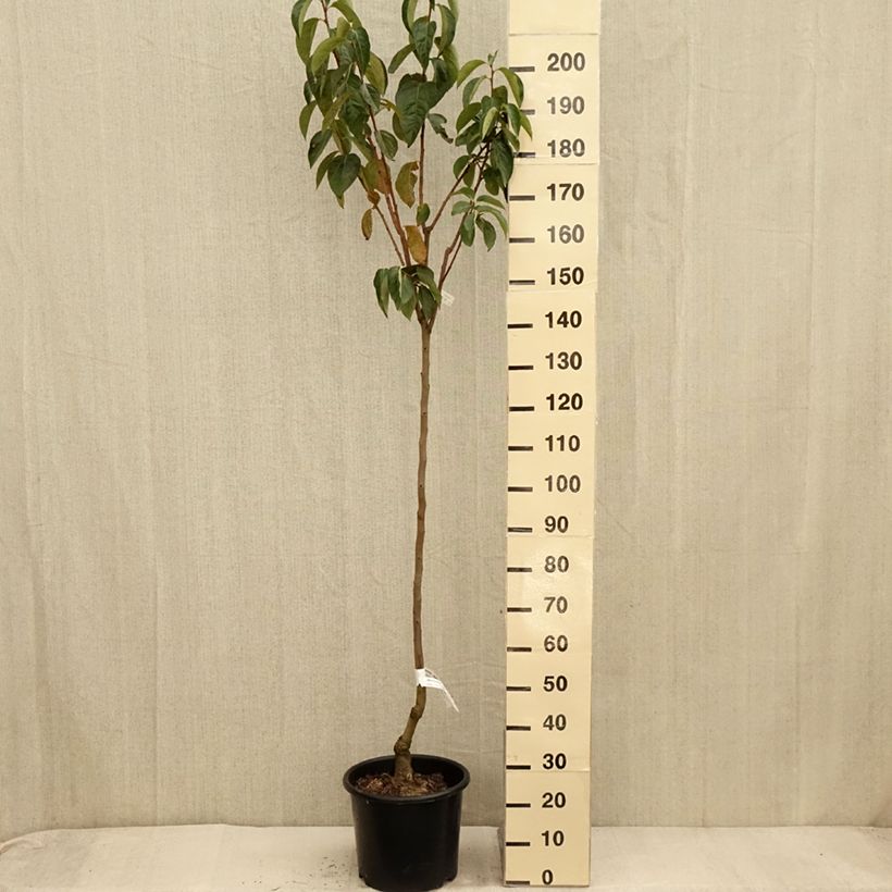 Exemplaar van Plaqueminier, Kaki - Diospyros kaki Ragno Pot de 12L/15L, Demi-Tige zoals geleverd in de herfst