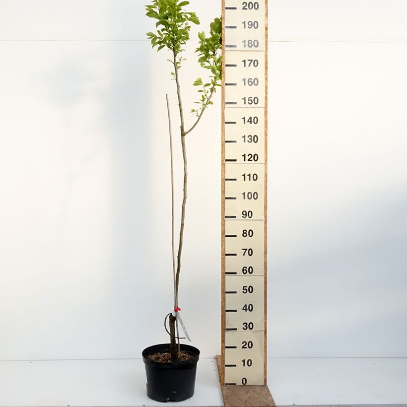 Exemplaar van Kakiboom Ragno Pot van 12 l/15 l, Half-hoge stam zoals geleverd in de lente