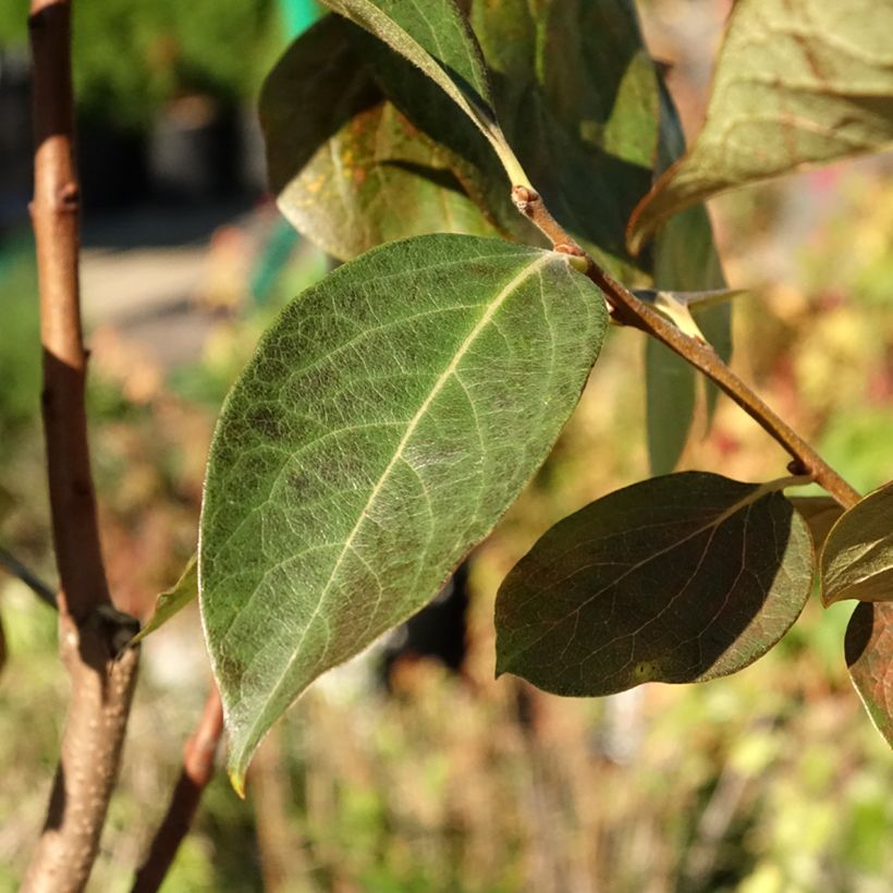 Kakiboom Ragno (Blad)
