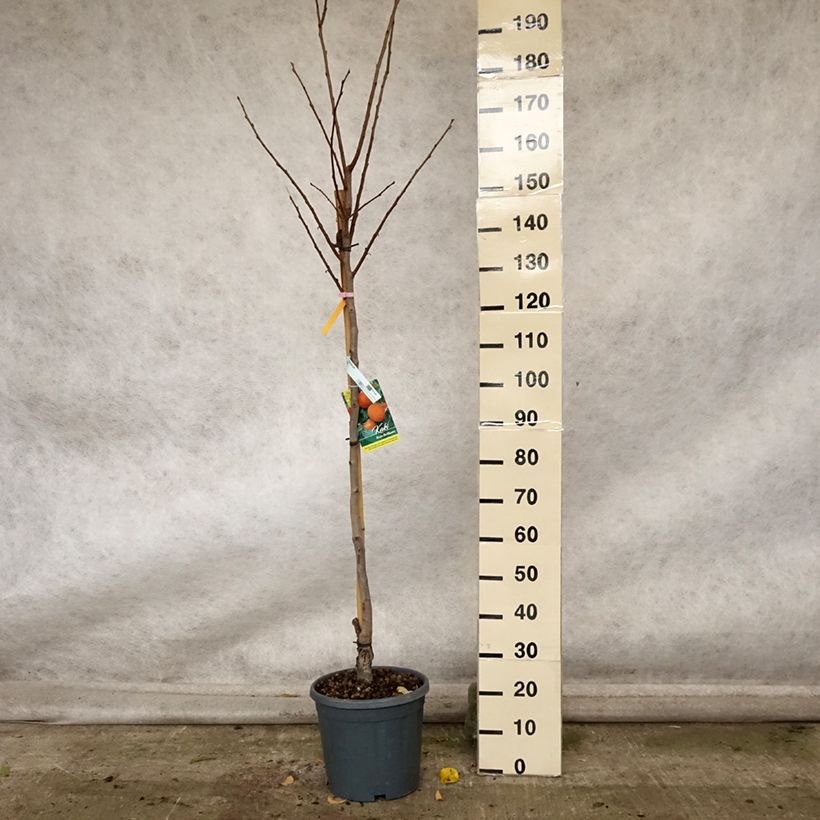 Exemplaar van Kakiboom Rojo Brillante Pot van 4 l/5 l, Half-hoge stam zoals geleverd in de herfst