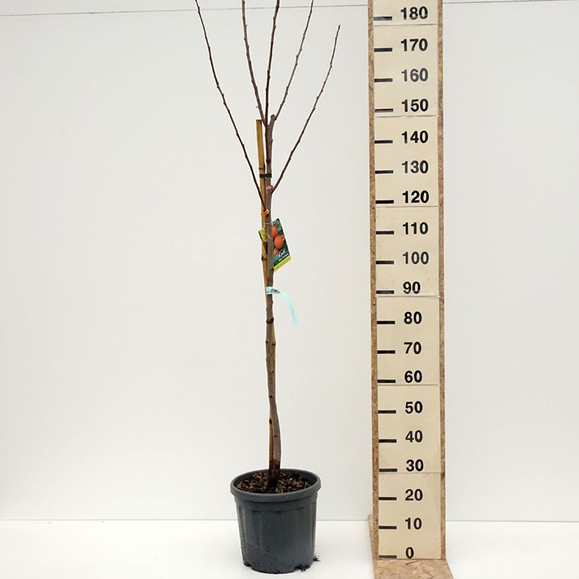 Exemplaar van Kakiboom Rojo Brillante Pot van 4 l/5 l, Half-hoge stam zoals geleverd in de winter