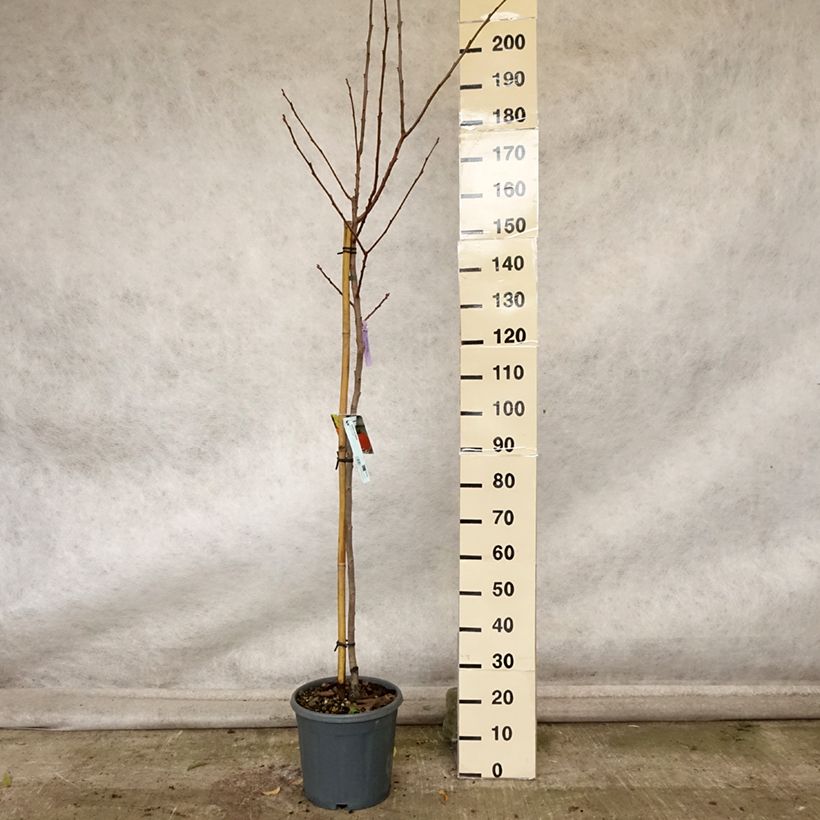 Exemplaar van Plaqueminier, Kaki - Diospyros kaki Sharon Pot de 12L/15L, Demi-Tige zoals geleverd in de herfst