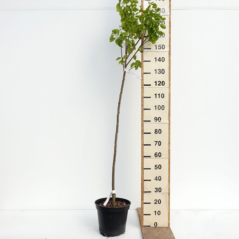 Exemplaar van Kakiboom Sharon Pot van 12 l/15 l, Half-hoge stam zoals geleverd in de lente