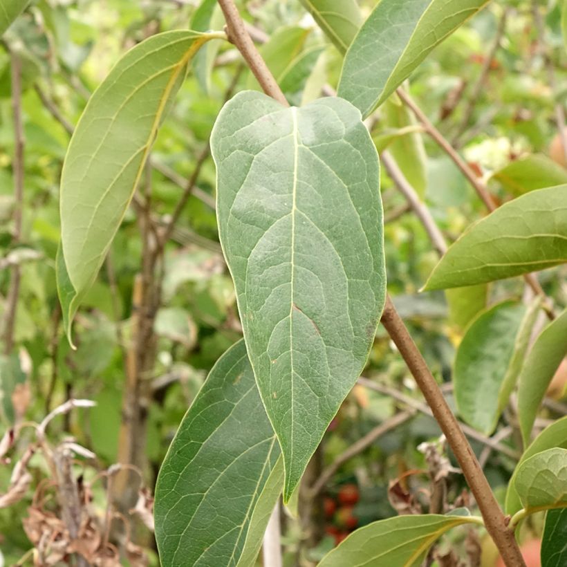 Kakiboom Sharon (Blad)