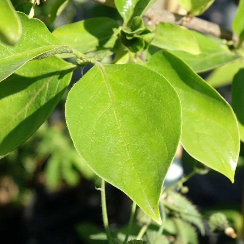 Kakiboom Tipo (Blad)