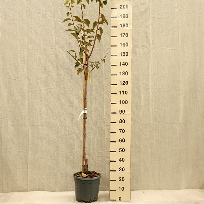 Exemplaar van Kakiboom Vaniglia Pot van 12 l/15 l, Half-hoge stam zoals geleverd in de herfst