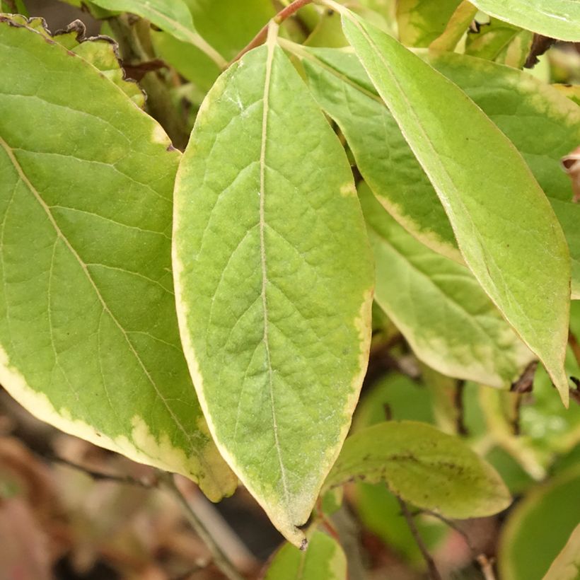 Lotusboom - Diospyros lotus (Blad)