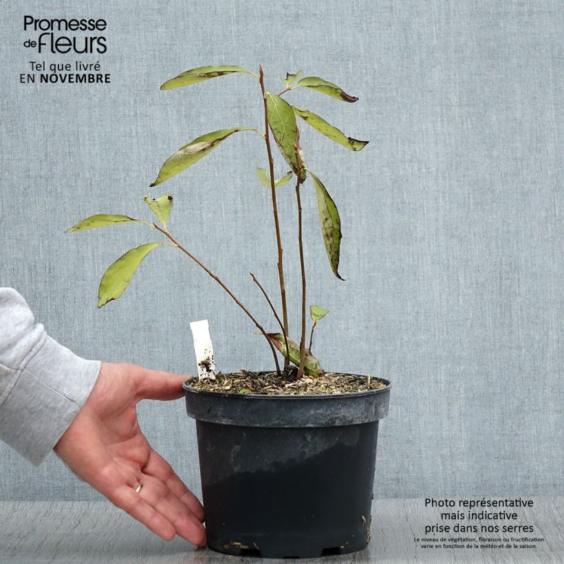 Exemplaar van Lotusboom - Diospyros lotus Pot van 2 l/3 l zoals geleverd in de herfst